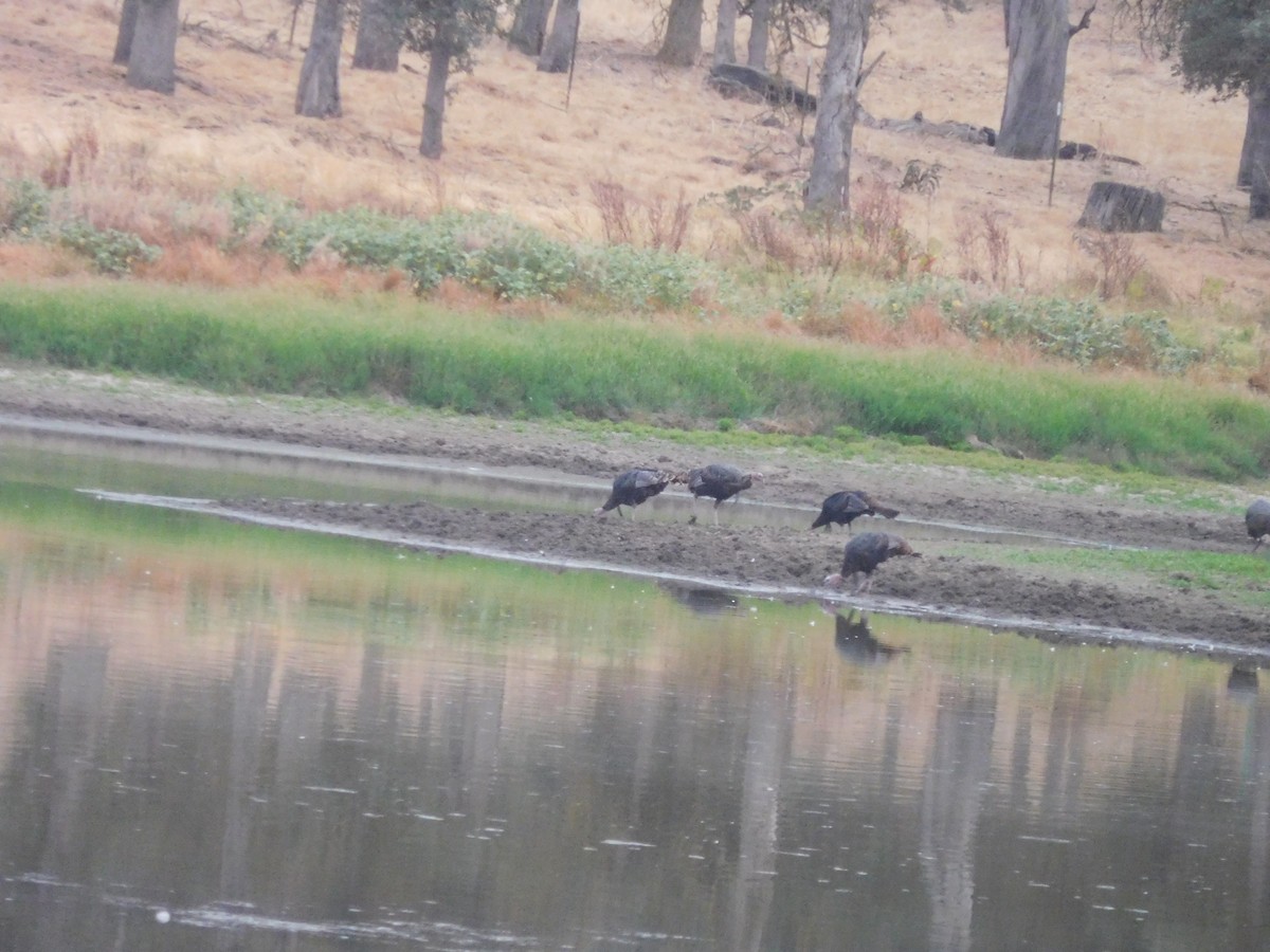 Wild Turkey - ML262006141