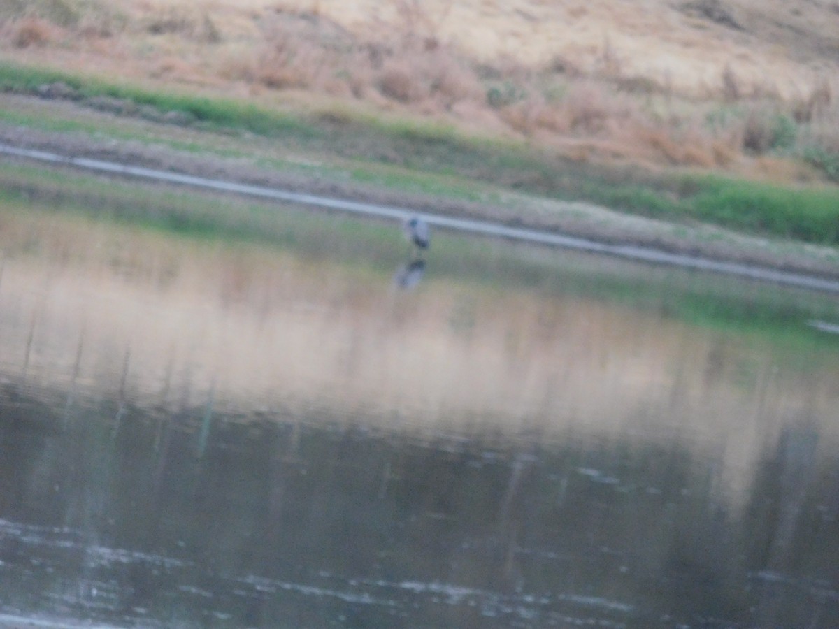 Great Blue Heron - ML262006711