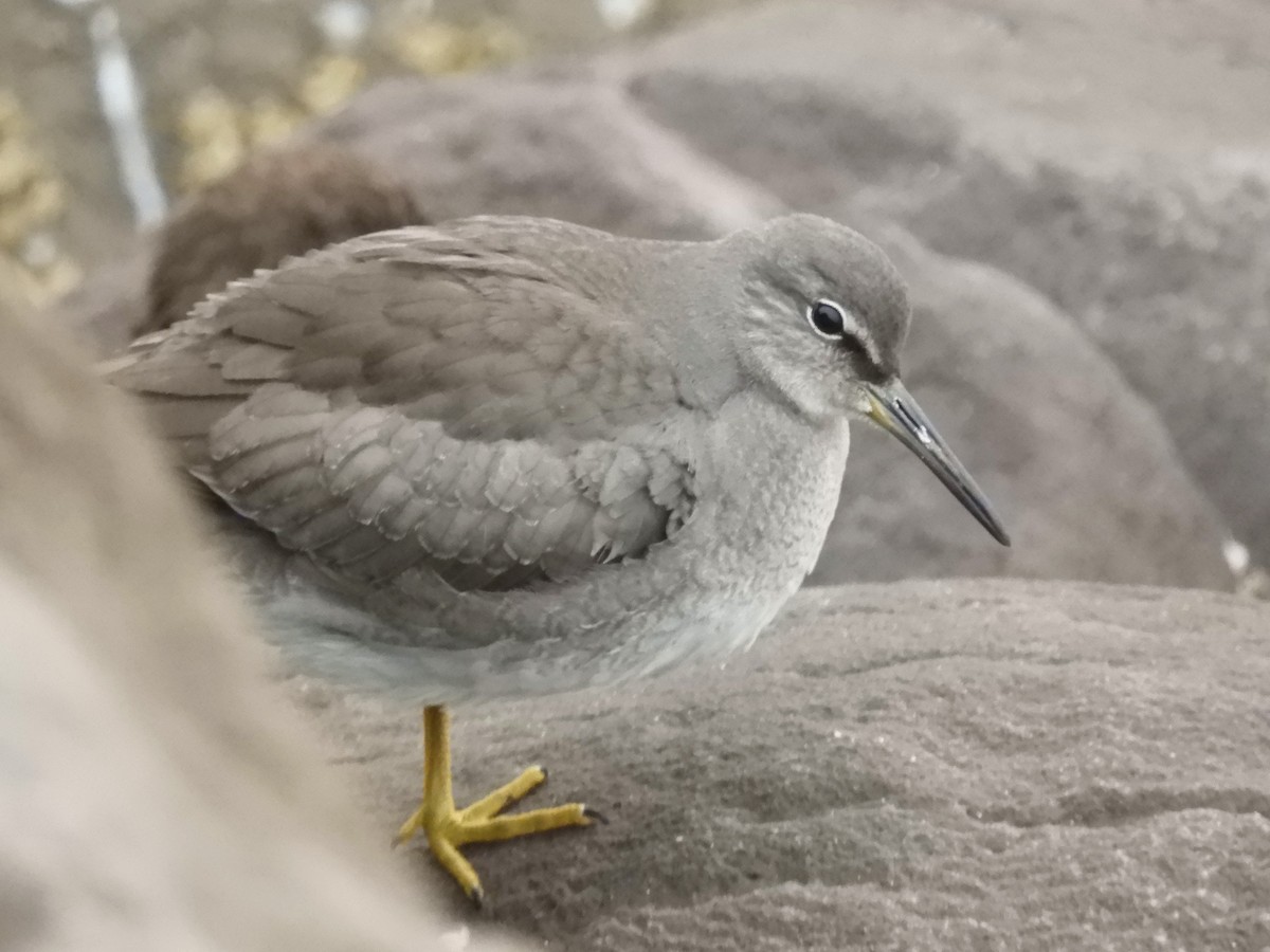 Wandering Tattler - Cliff Cordy