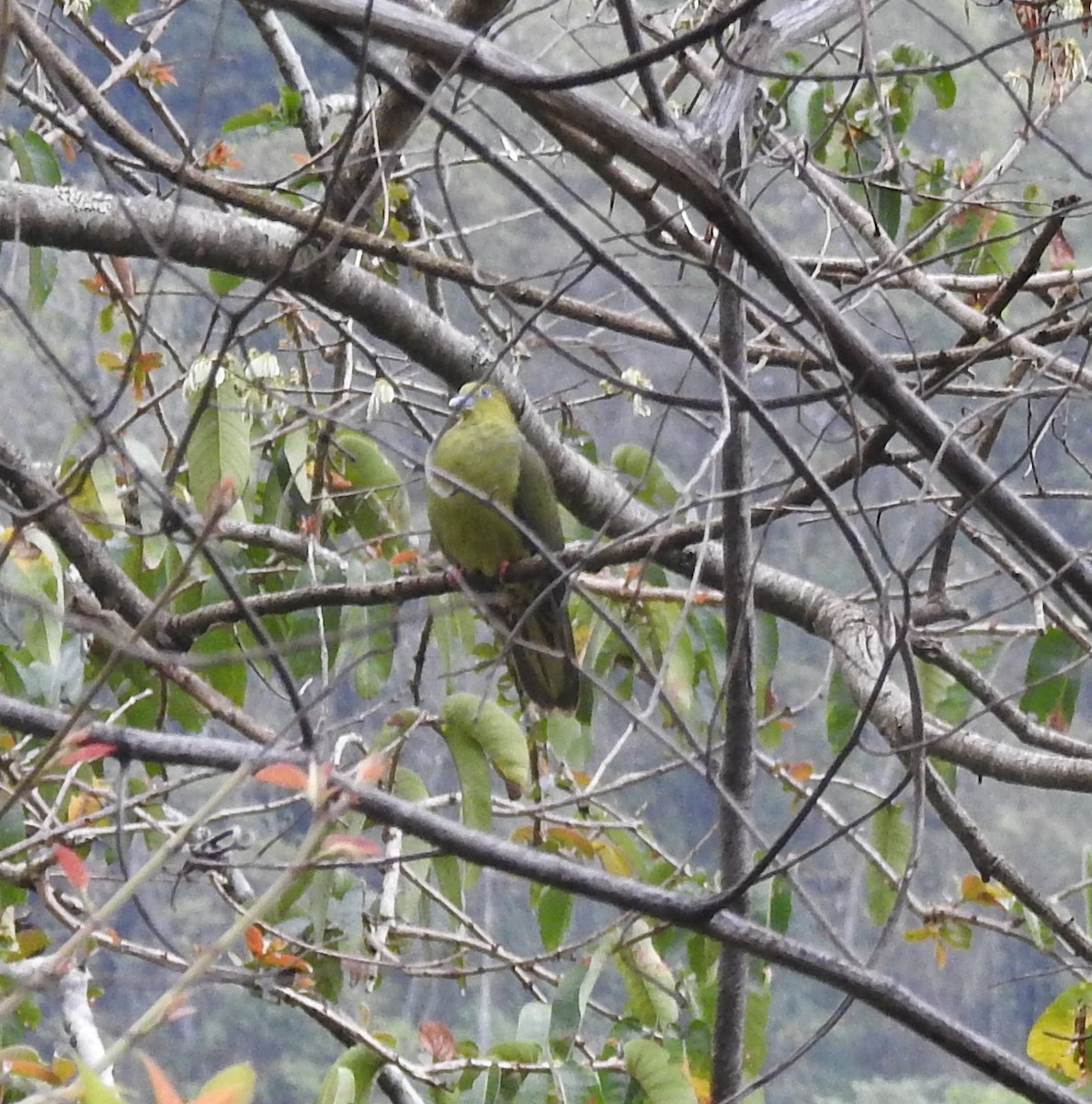 Wedge-tailed Green-Pigeon - marti ikehara
