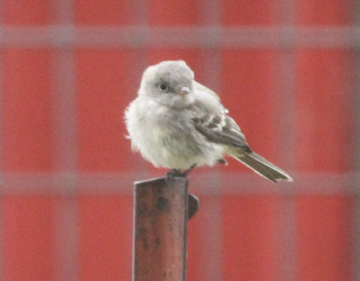 Gray Flycatcher - ML262008681