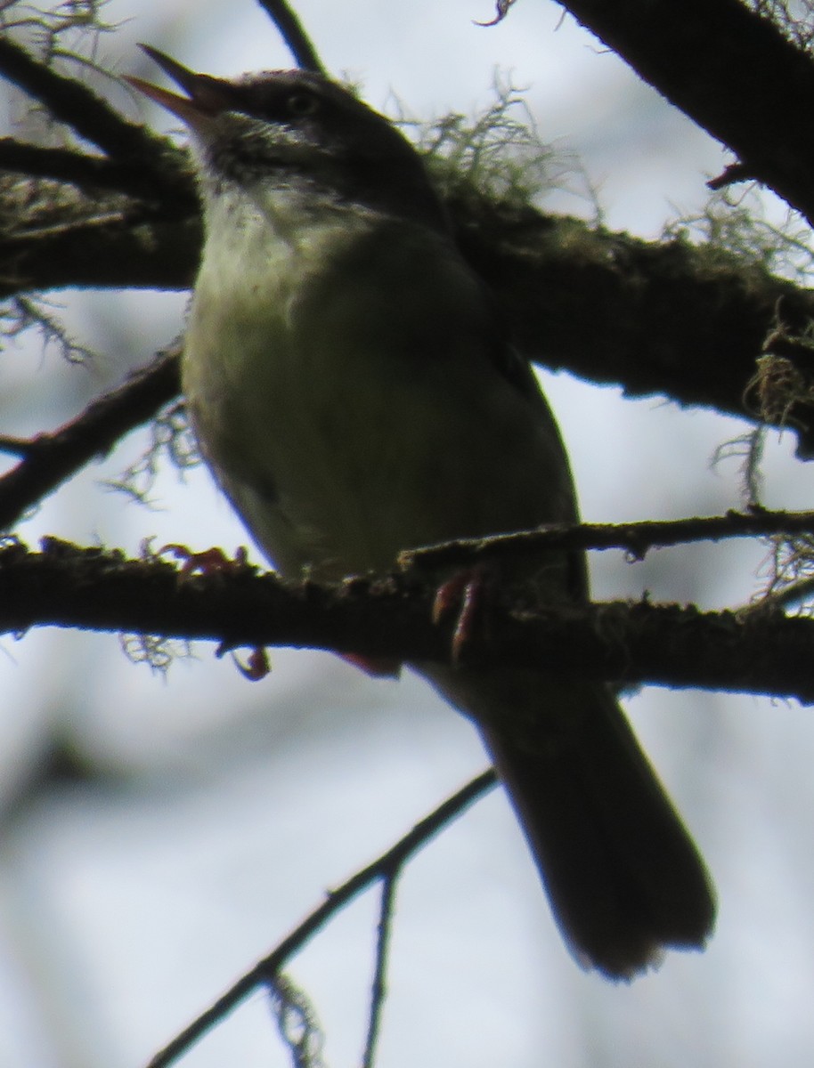 White-browed Scrubwren - ML262009631