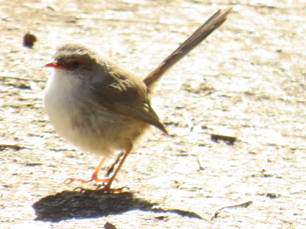 Superb Fairywren - ML262012101