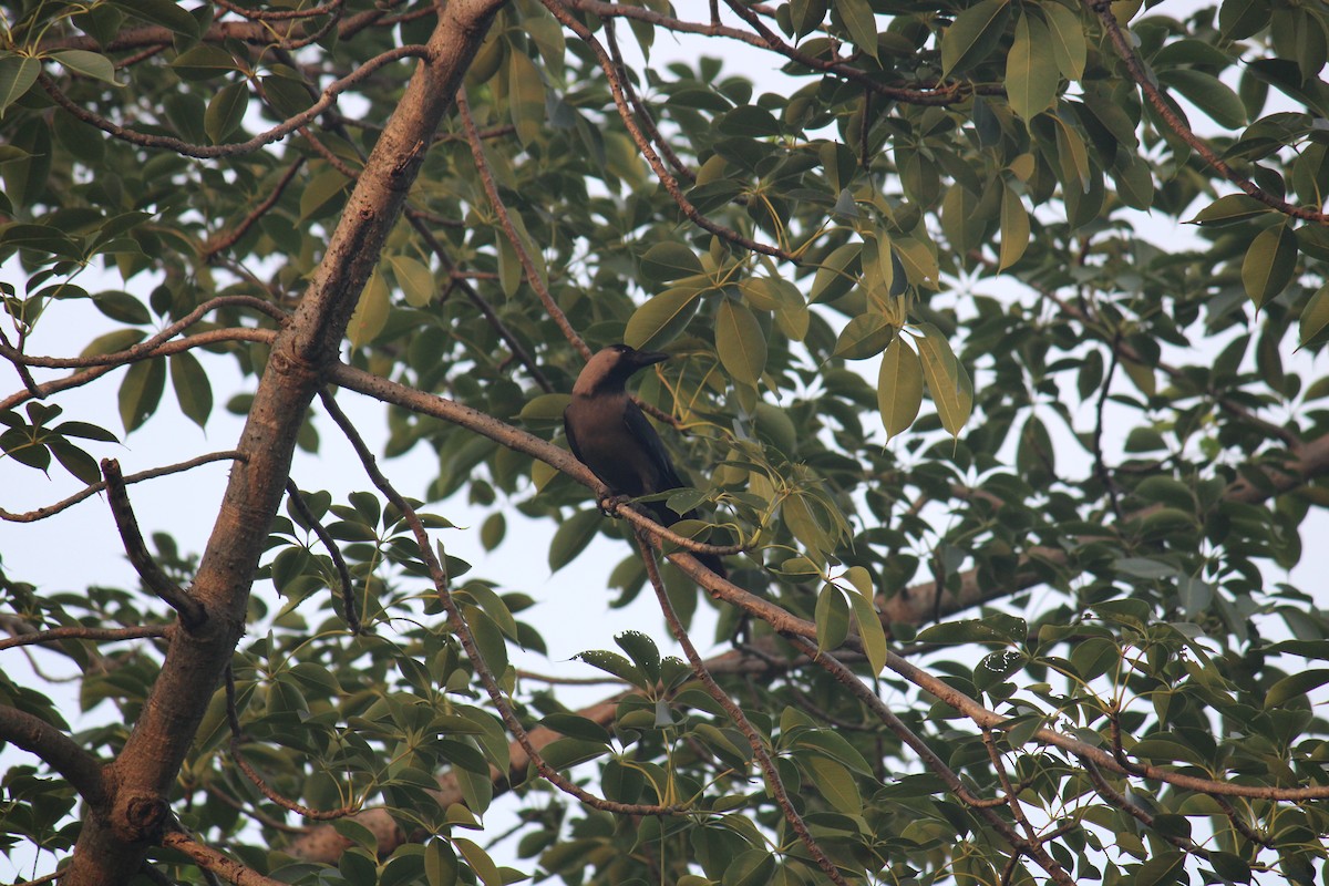 House Crow - ML262012621