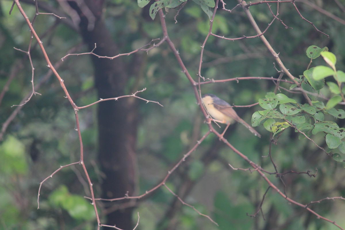 Ashy Prinia - ML262012631