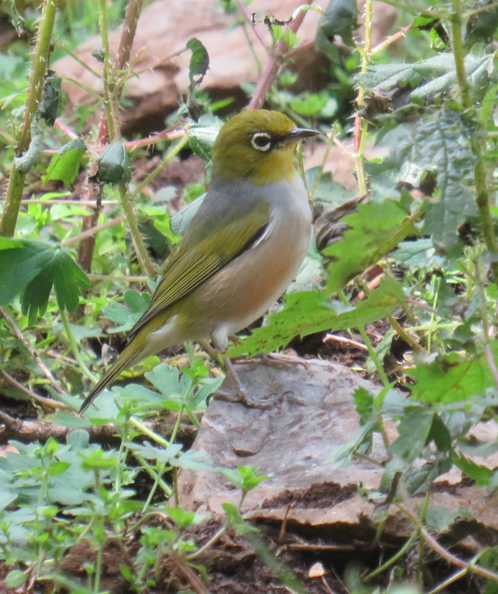 Silvereye - ML262012661