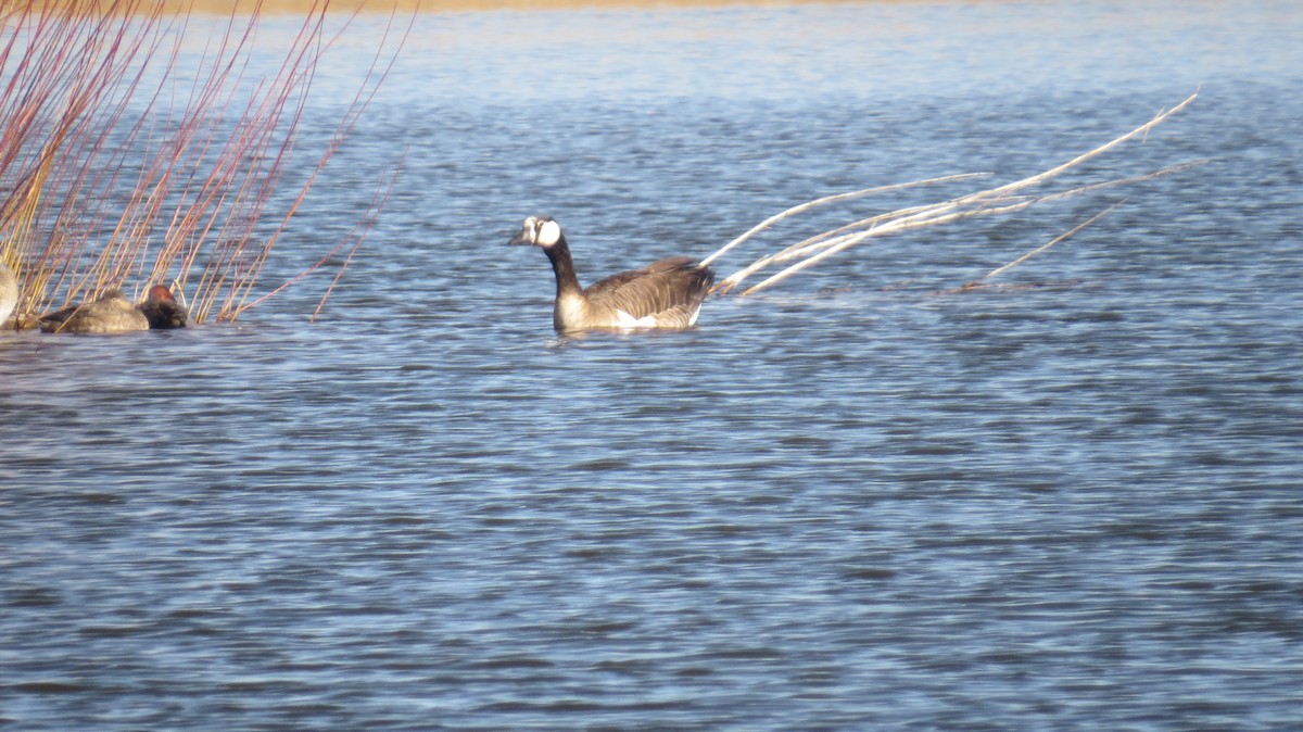 Canada Goose - Ted Uhlemann