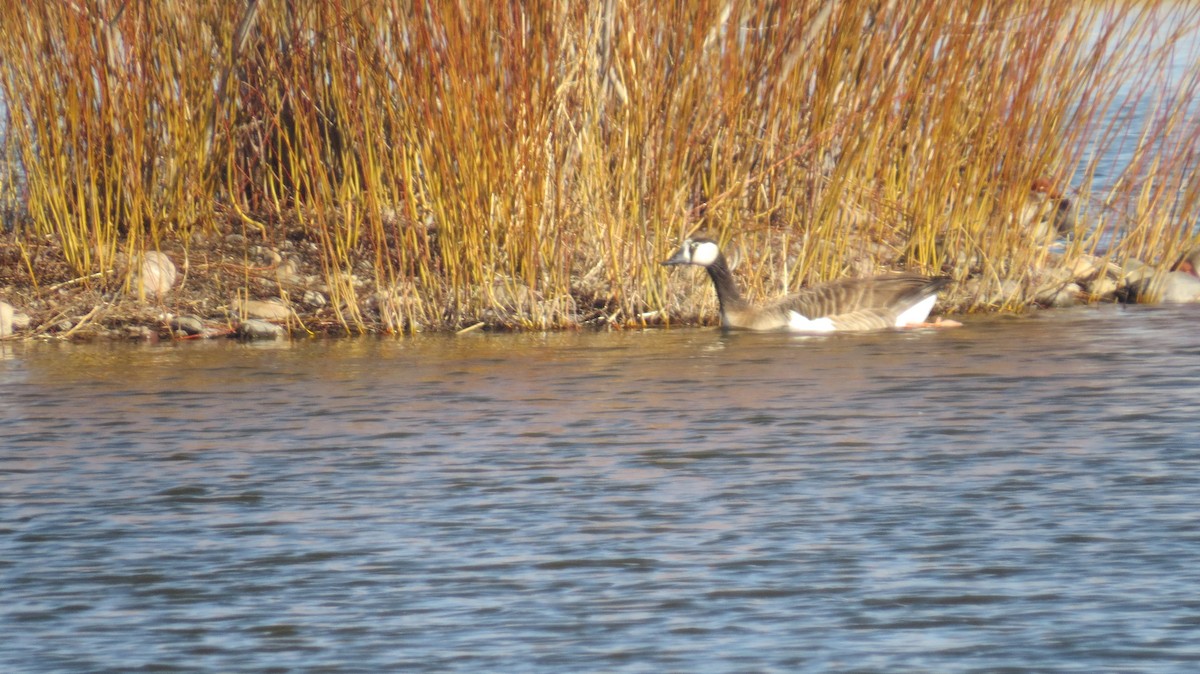 Canada Goose - Ted Uhlemann