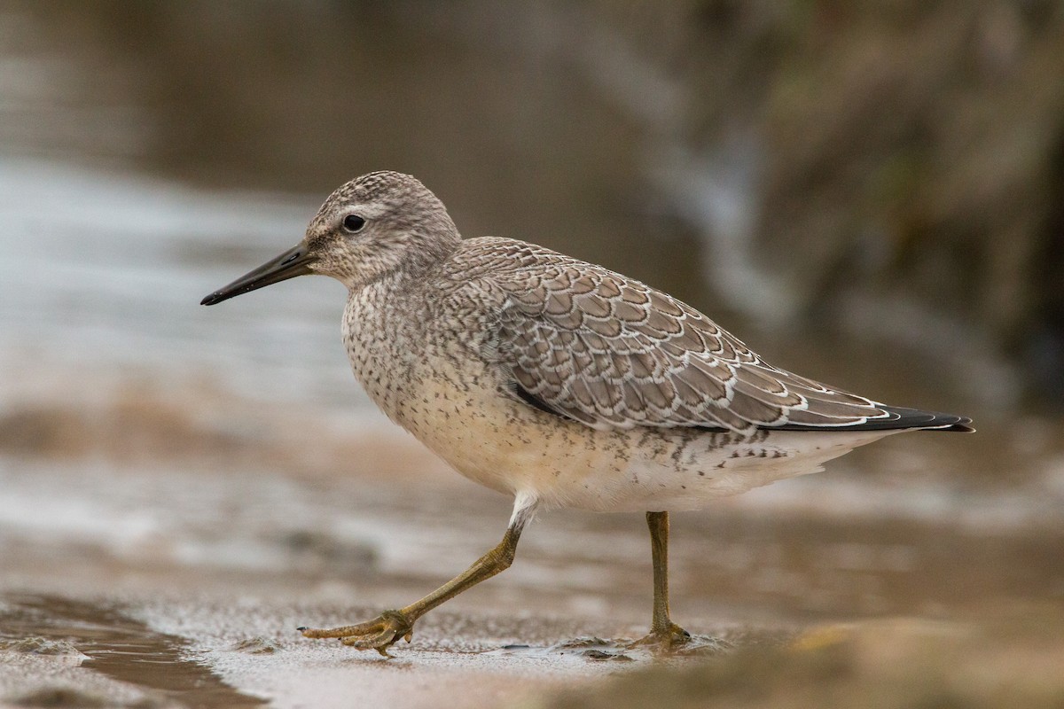 polarsnipe - ML262014811