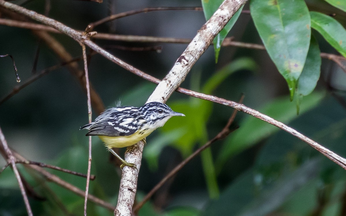 Pygmy Antwren - Eero Rasi