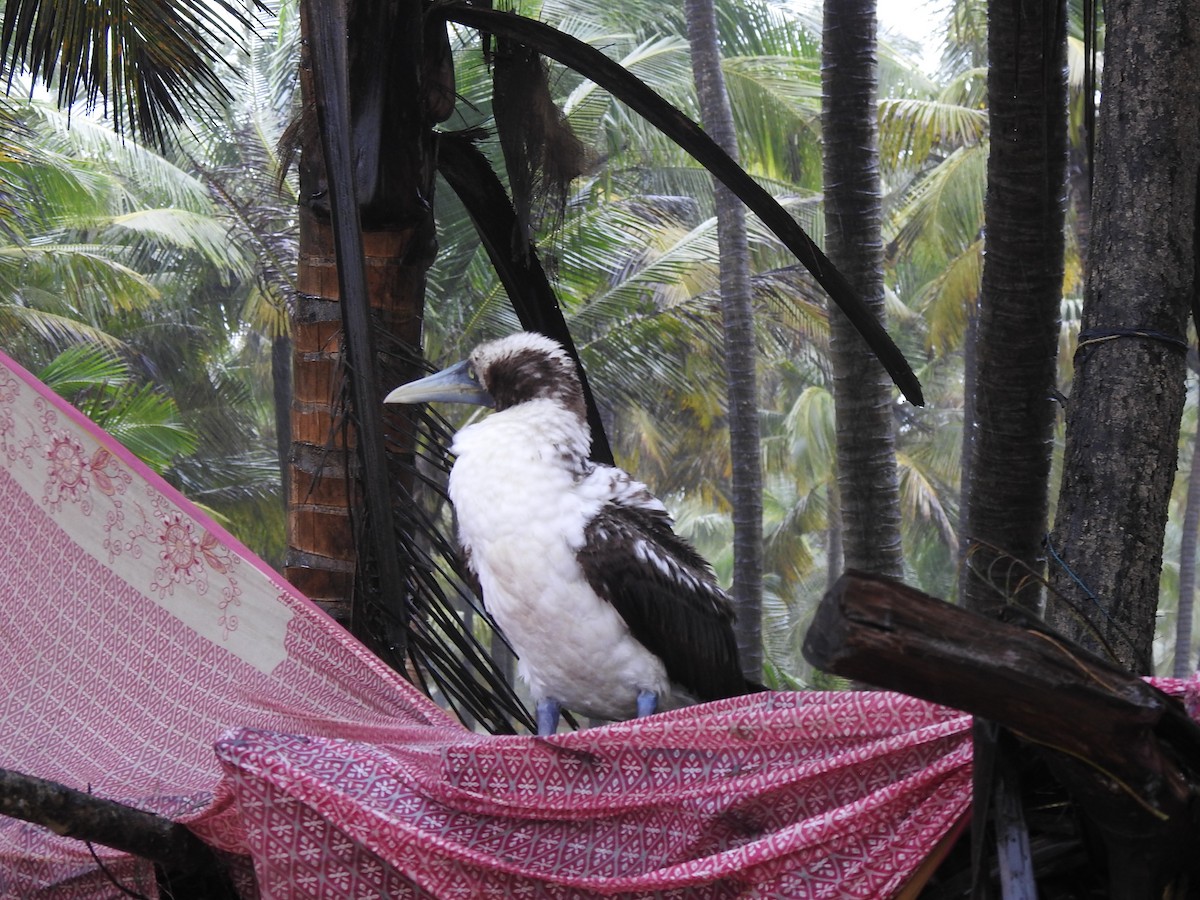 Masked Booby - ML262016641