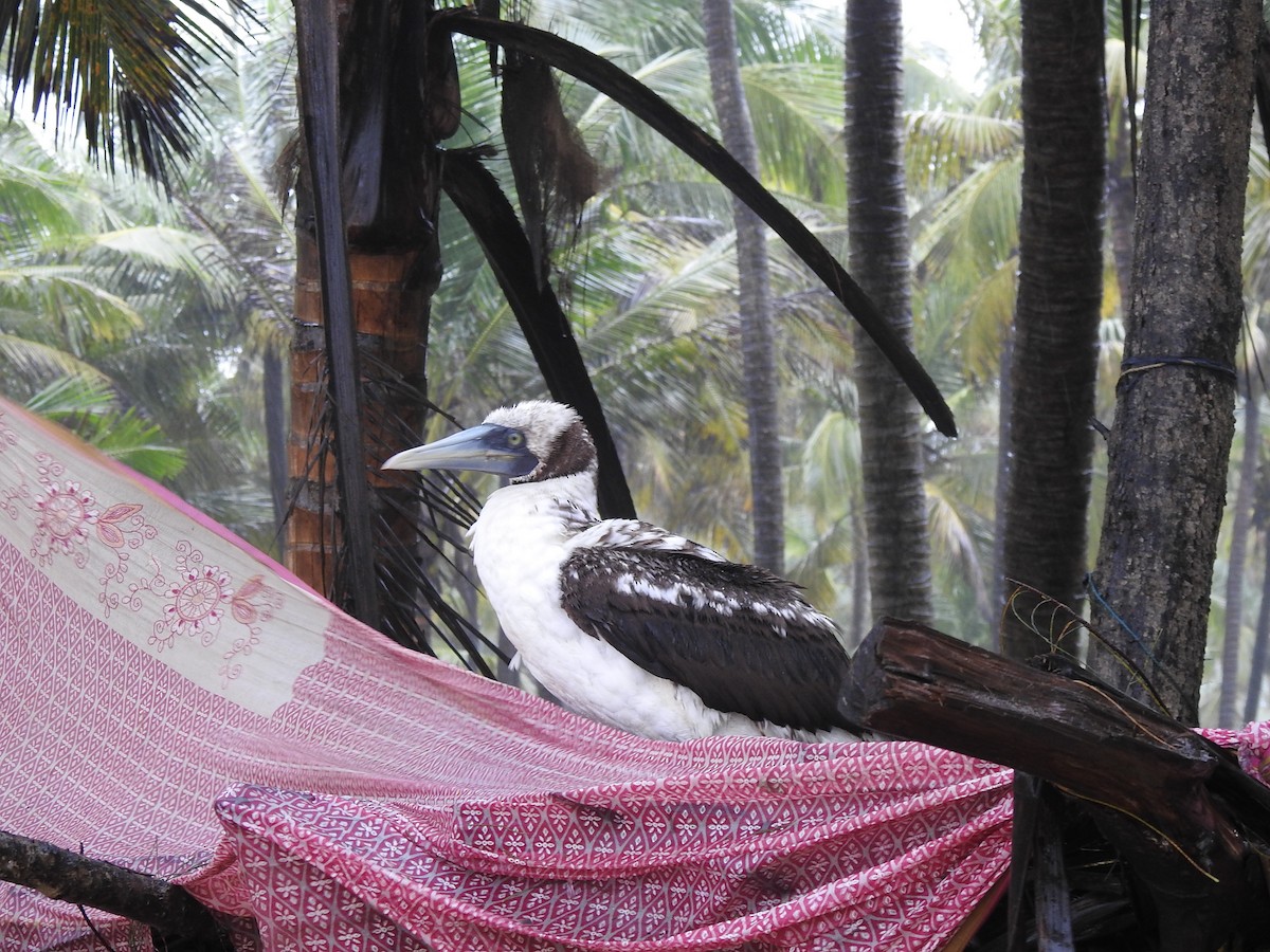 Masked Booby - ML262016751