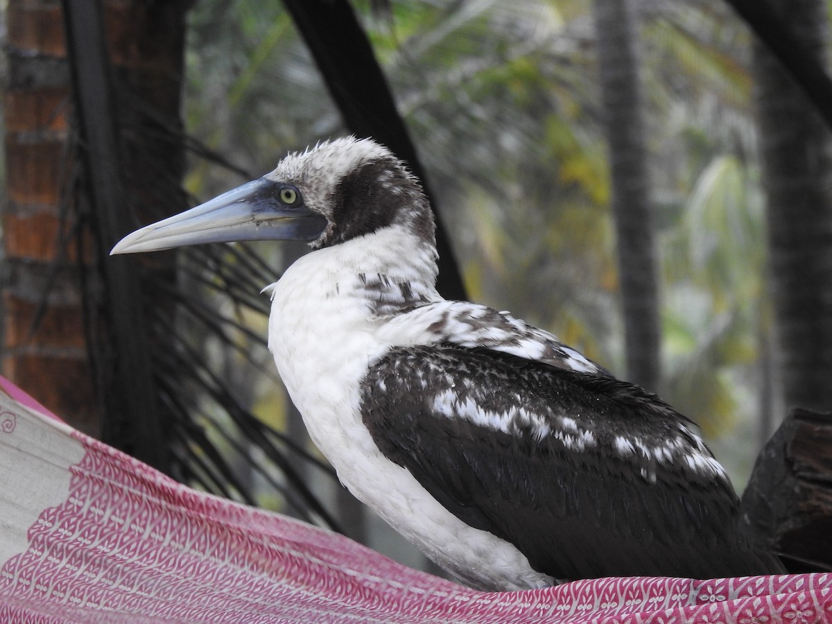 Masked Booby - ML262016821