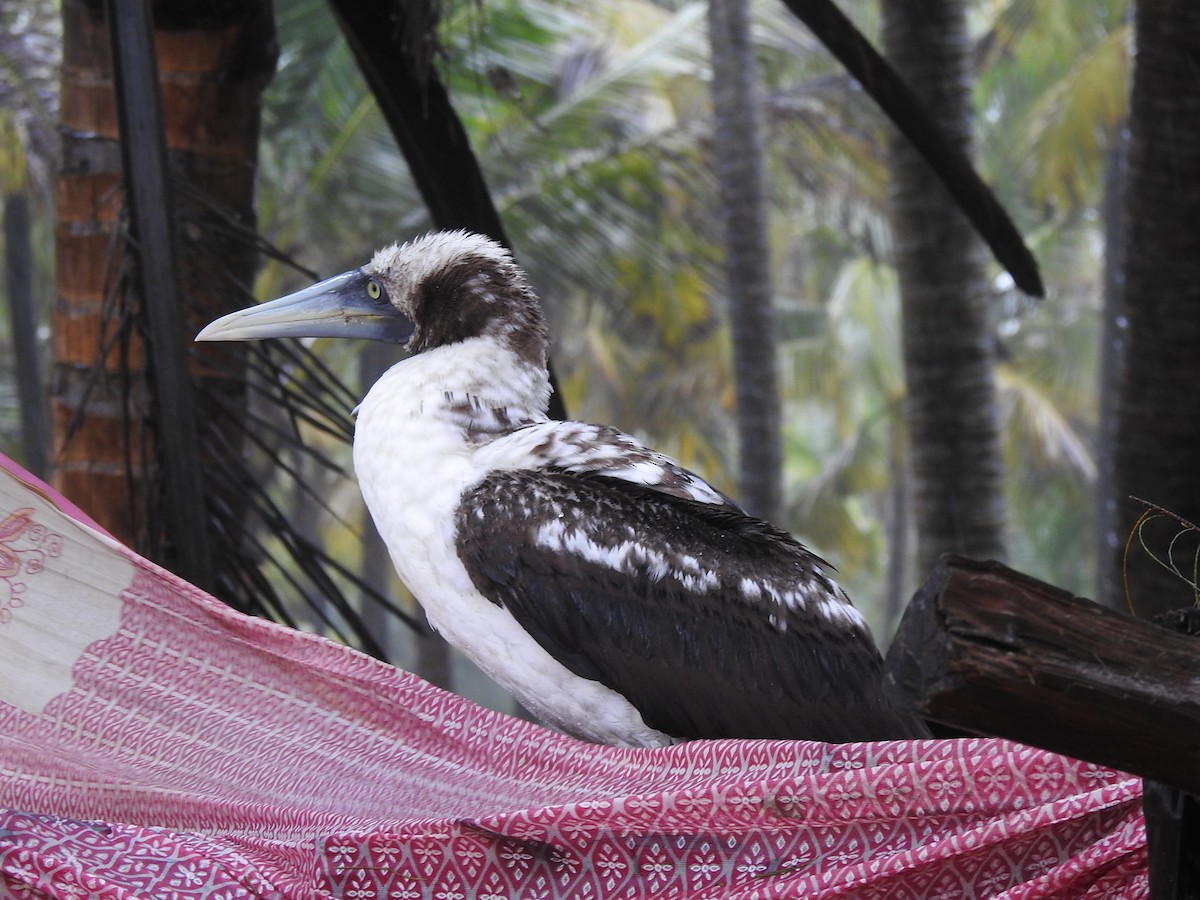 Masked Booby - ML262016971