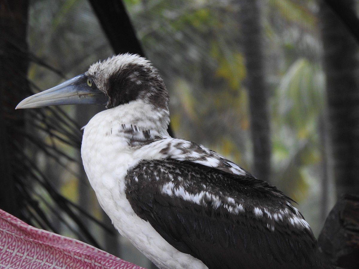 Masked Booby - ML262017061