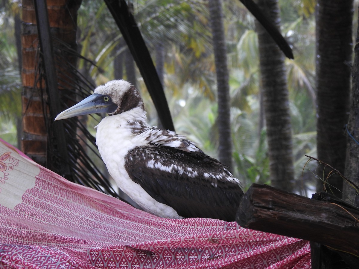 Masked Booby - ML262017081