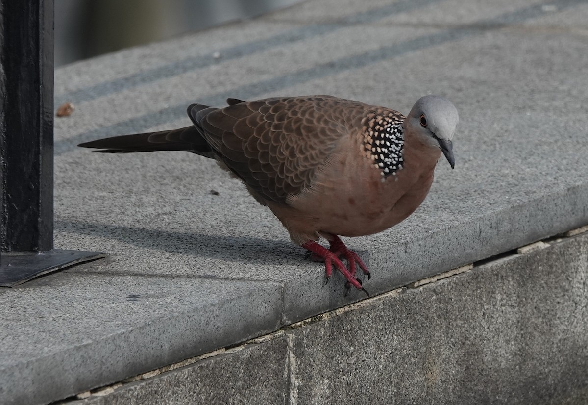 Spotted Dove - ML262017261