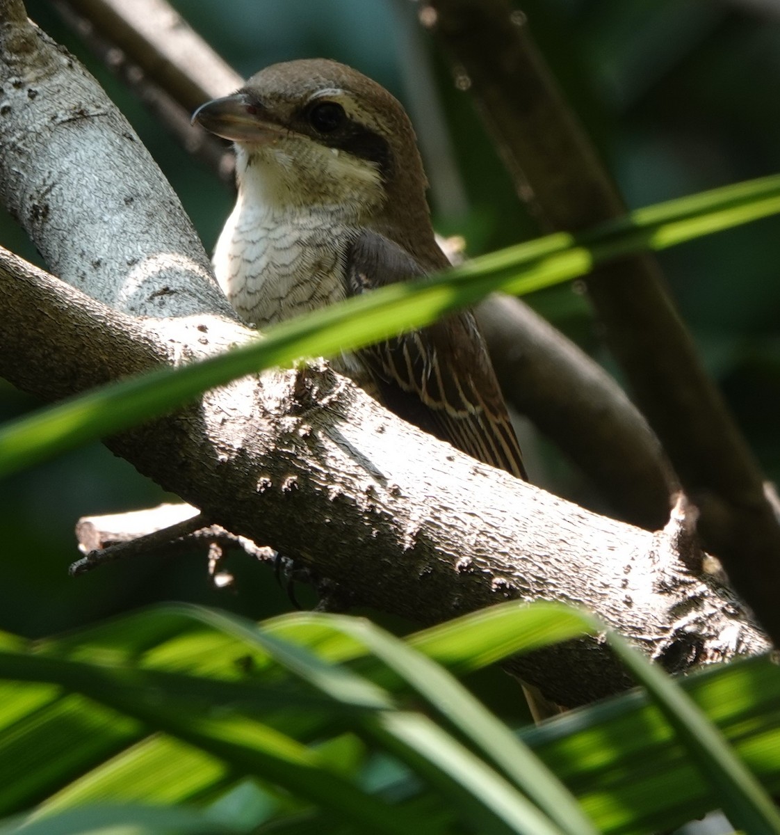 Brown Shrike - ML262017301