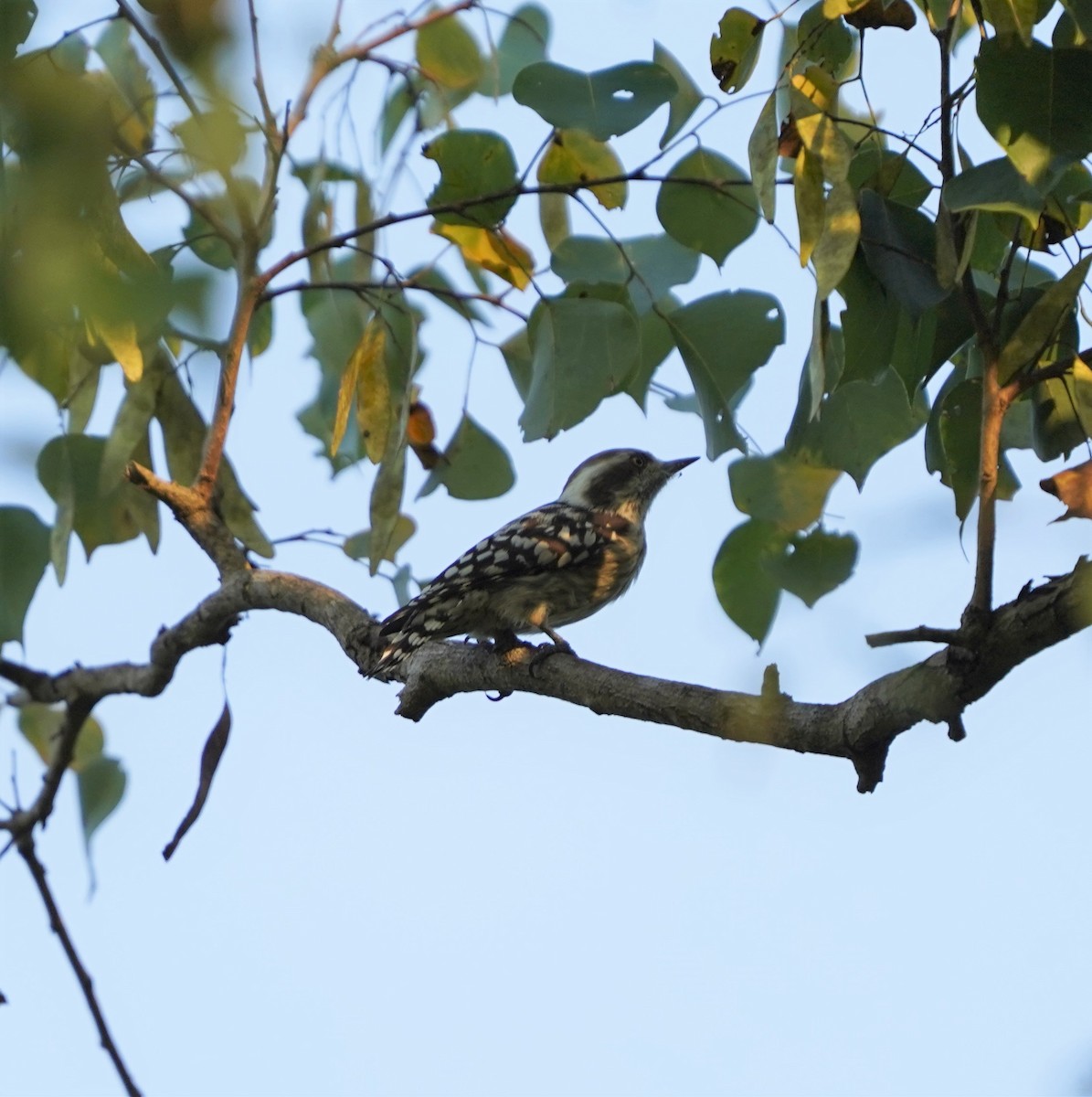 Brown-capped Pygmy Woodpecker - ML262018101