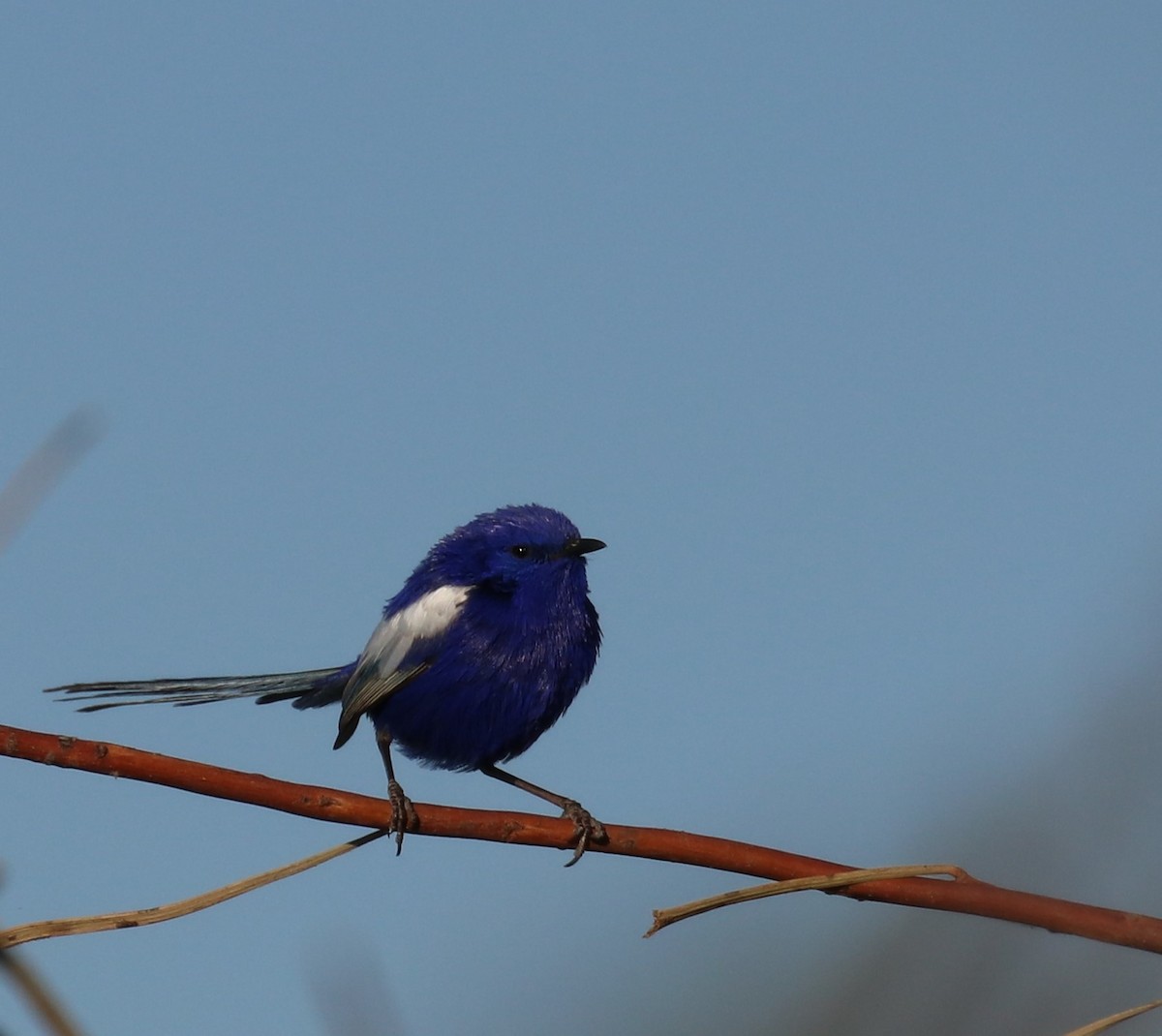 White-winged Fairywren - ML262019511