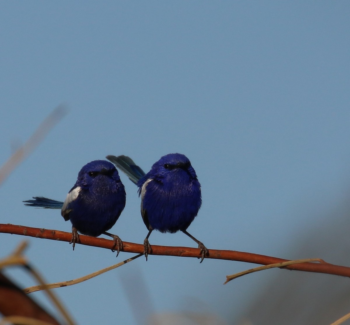 White-winged Fairywren - ML262019591