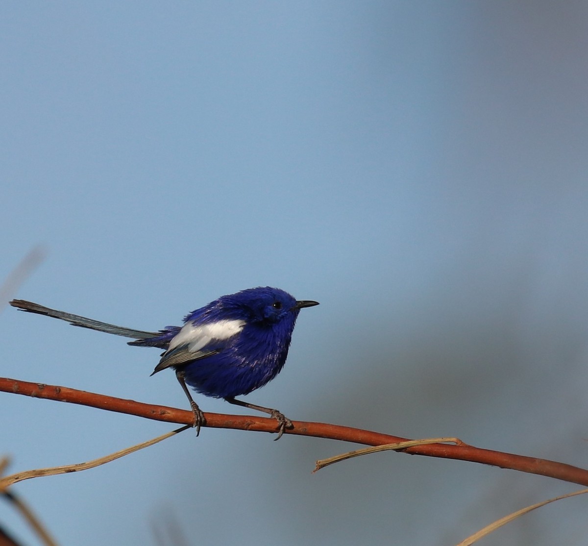 White-winged Fairywren - ML262019601