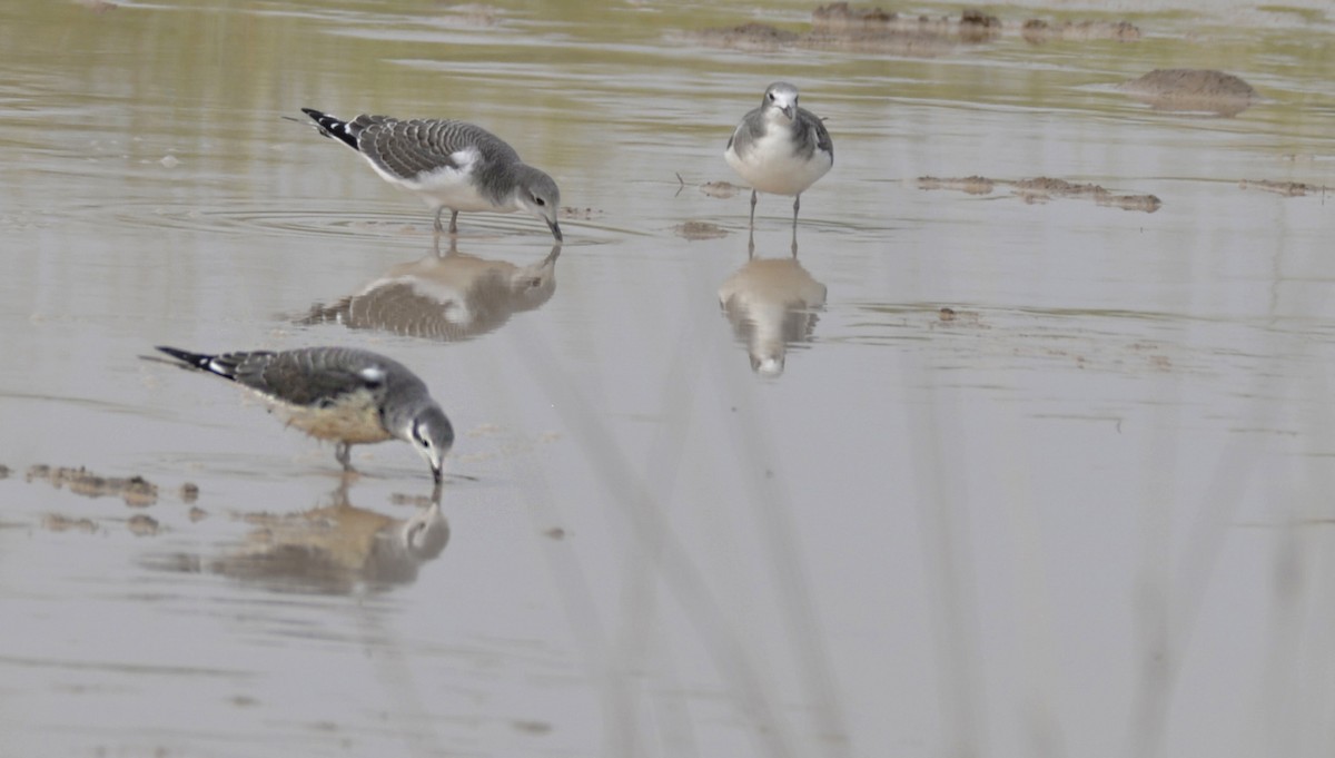 Sabine's Gull - Katherine Cudney