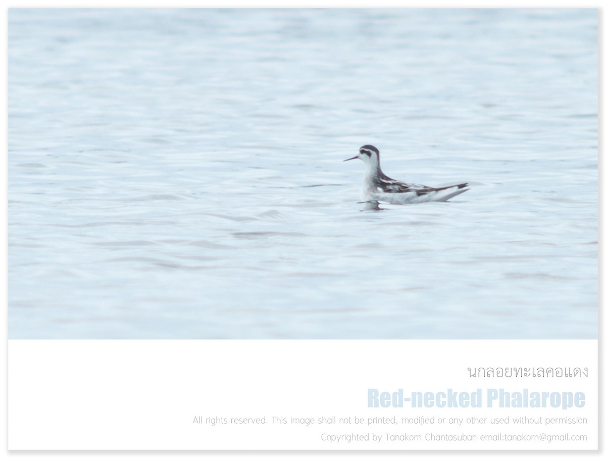 Red-necked Phalarope - ML262020771