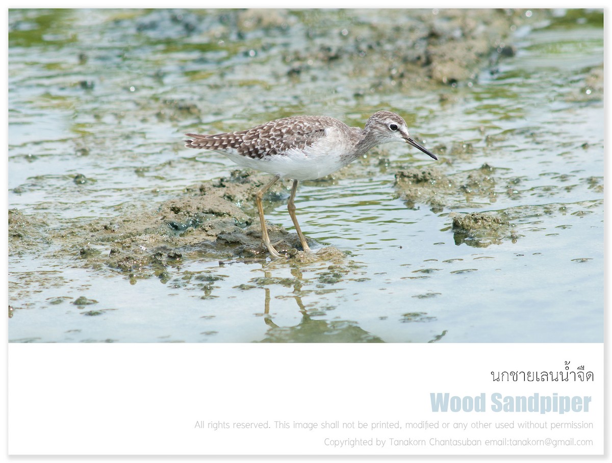 Wood Sandpiper - Tanakorn Chantasuban