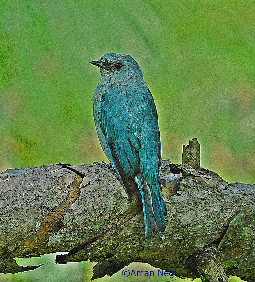 Verditer Flycatcher - ML262022051