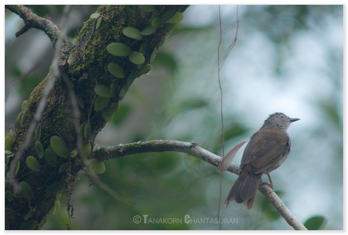 Spectacled Bulbul - ML262022151