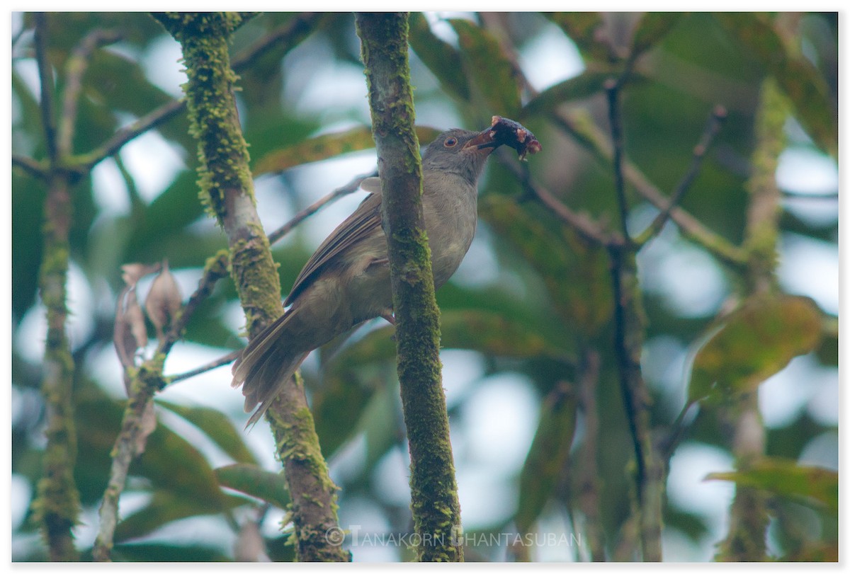 Spectacled Bulbul - Tanakorn Chantasuban