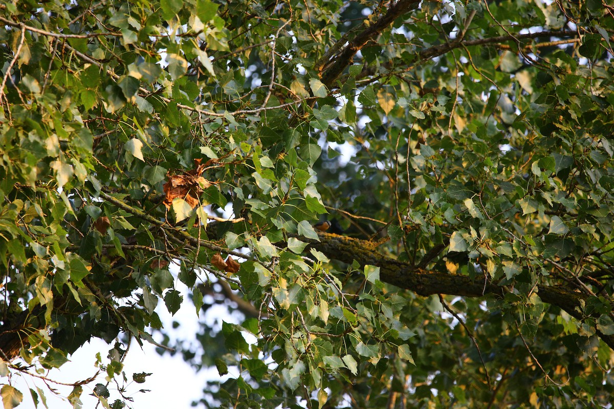 Eurasian Nuthatch - ML262022891