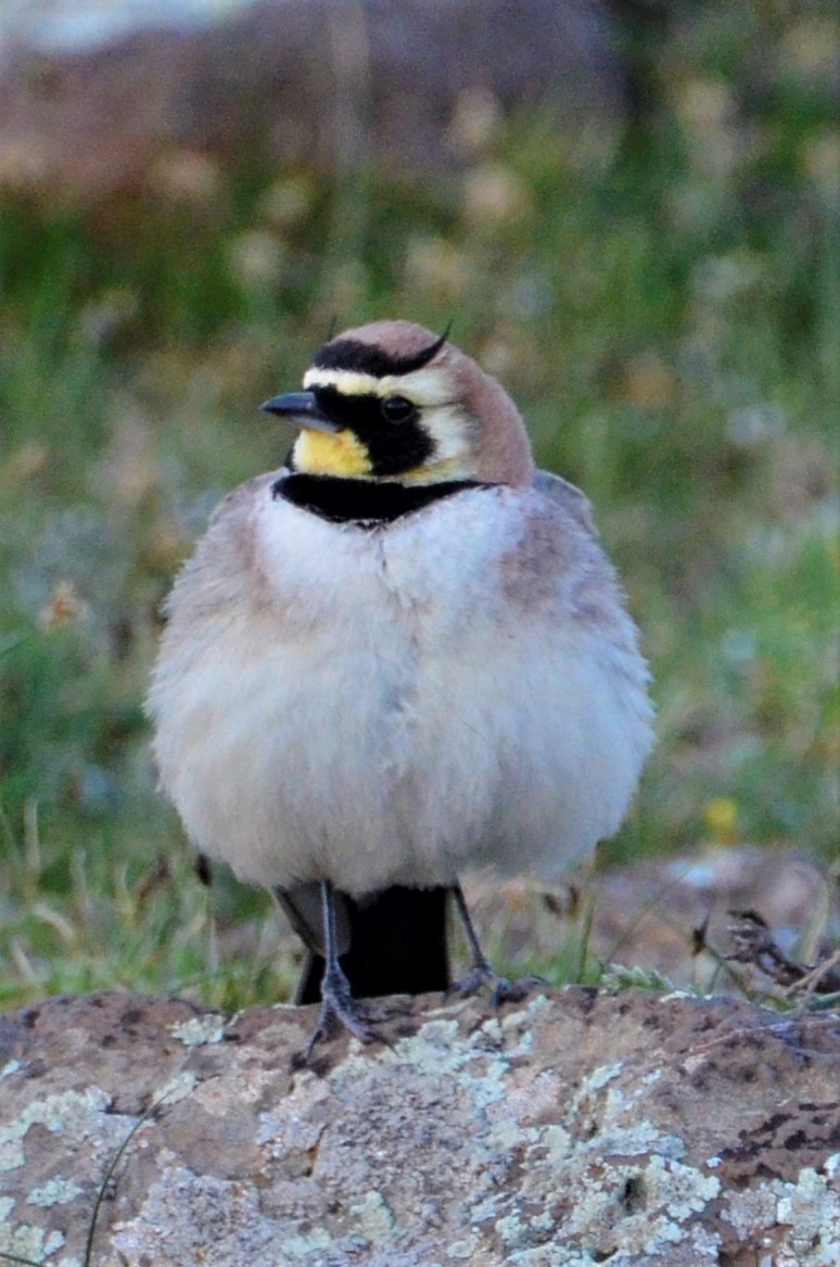 Horned Lark (Atlas) - Santi Hernández Orenes