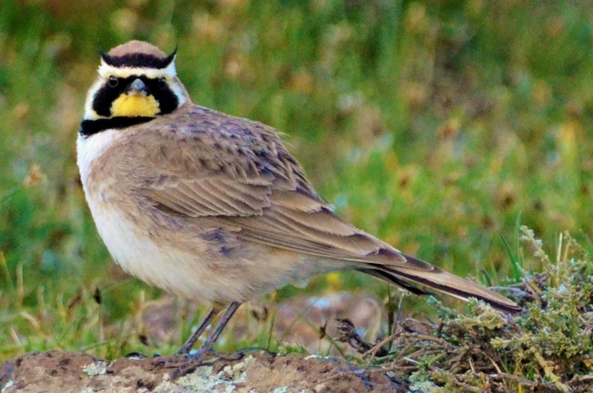 Horned Lark (Atlas) - ML262024921