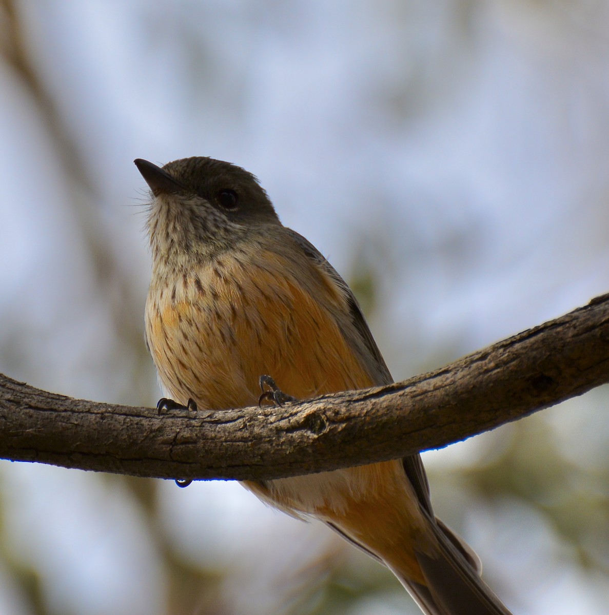 Rufous Whistler - ML262026281