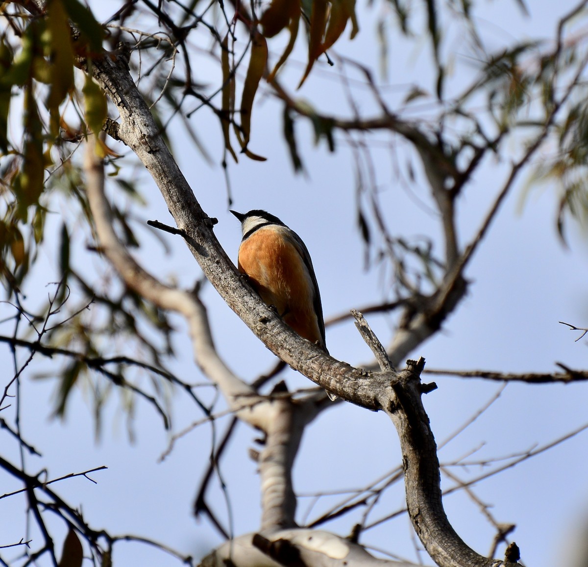 Rufous Whistler - ML262026301