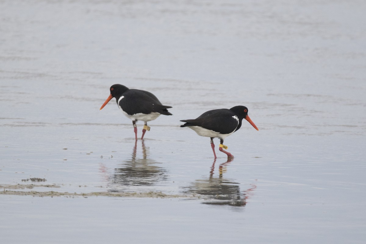 Pied Oystercatcher - John Cantwell