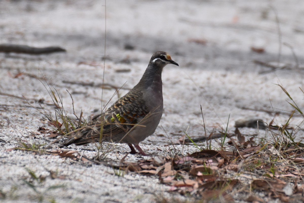 Common Bronzewing - Mark and Angela McCaffrey