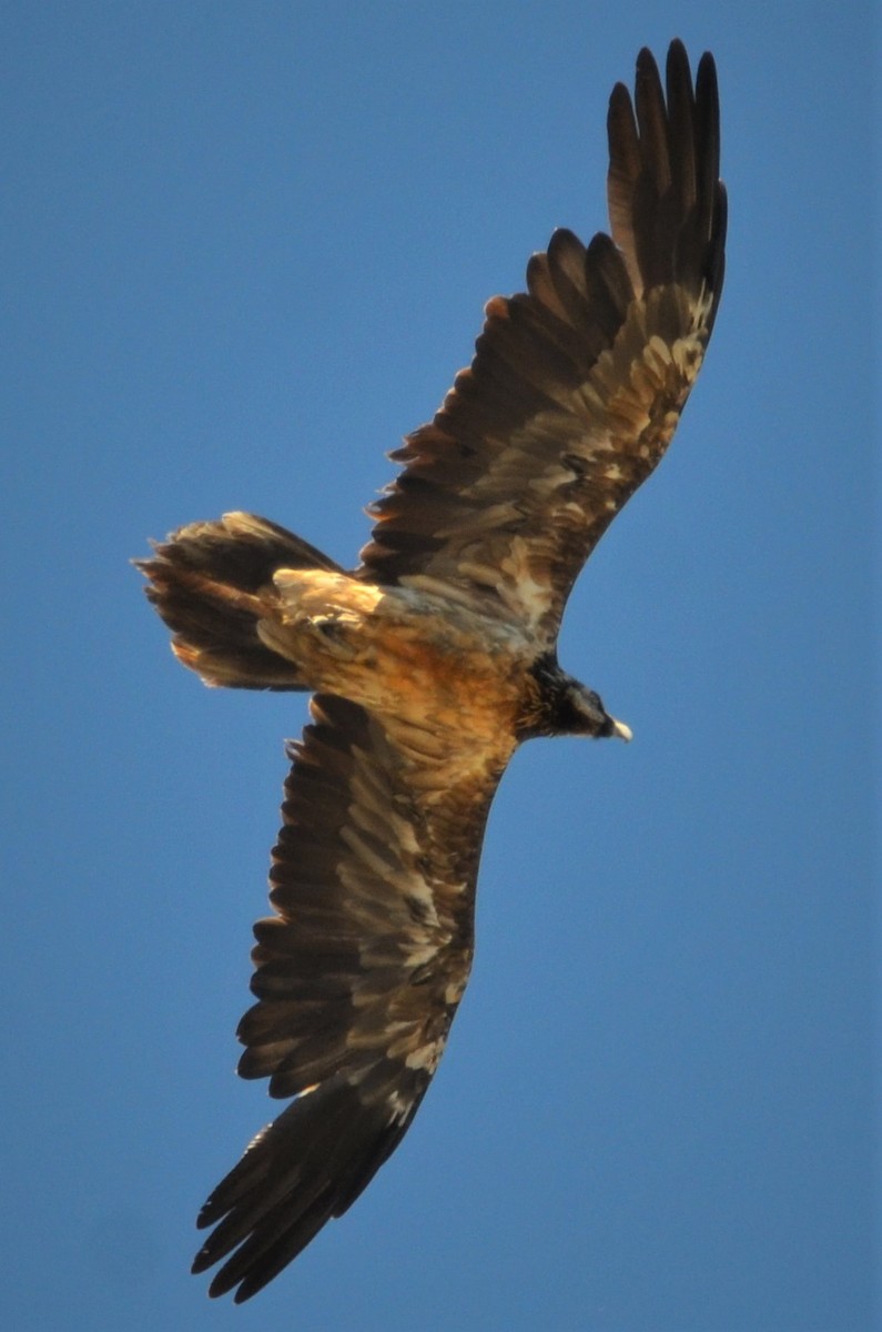 Quebrantahuesos - ML262028711
