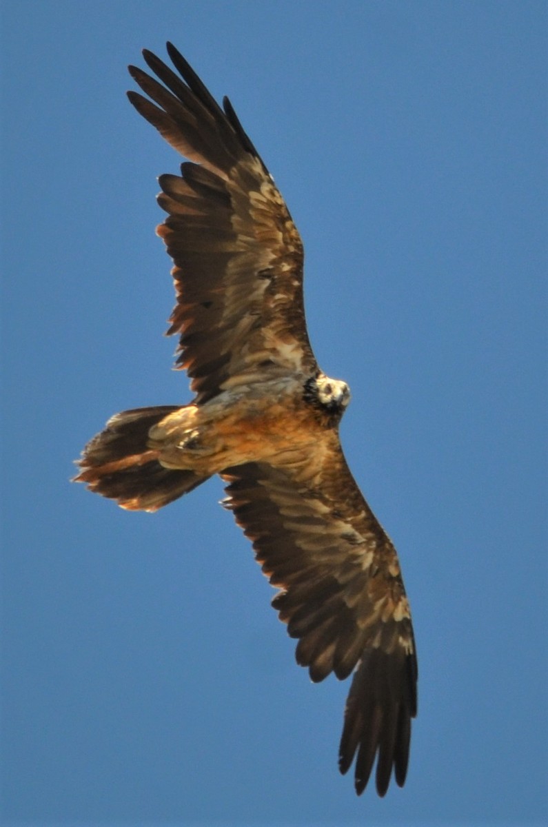 Quebrantahuesos - ML262028721