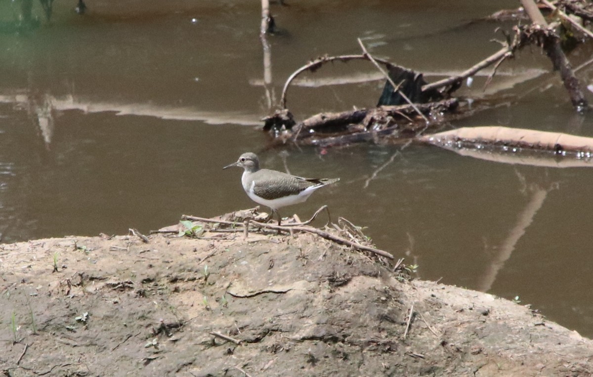 Common Sandpiper - ML262030051