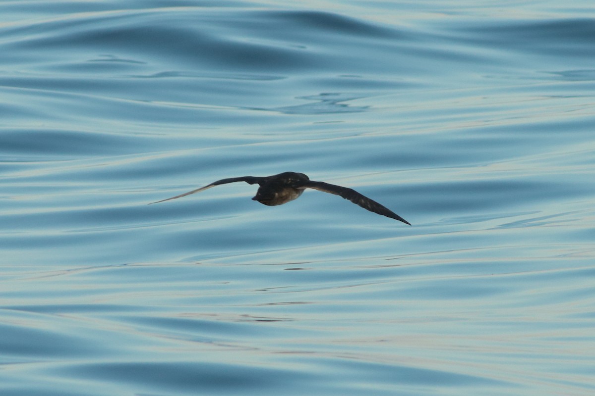 Balearic Shearwater - ML262030101