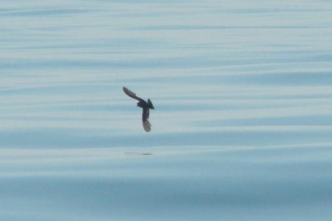 European Storm-Petrel - ML262030901