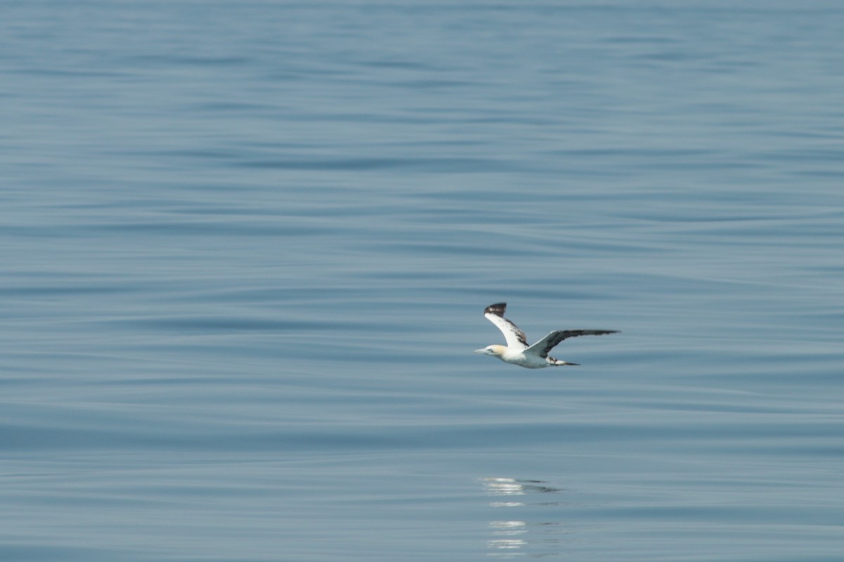 Northern Gannet - ML262031031