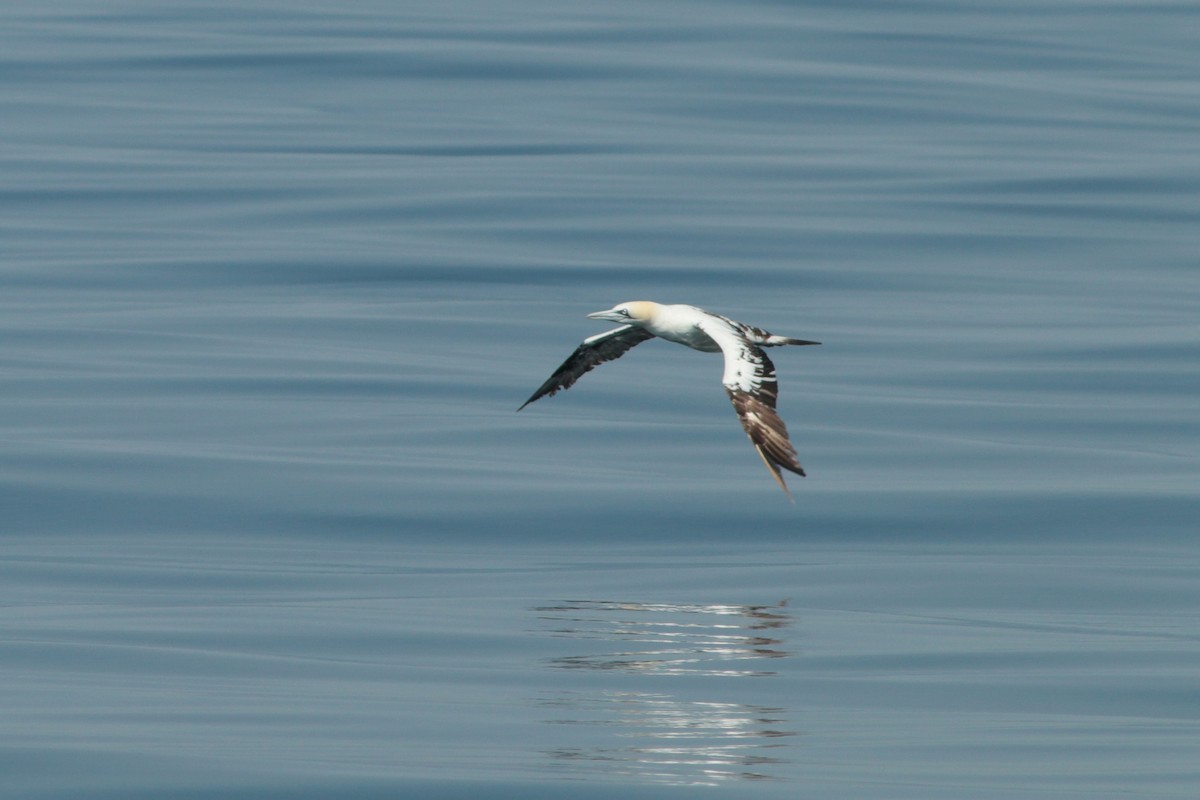 Northern Gannet - Alexandre Hespanhol Leitão