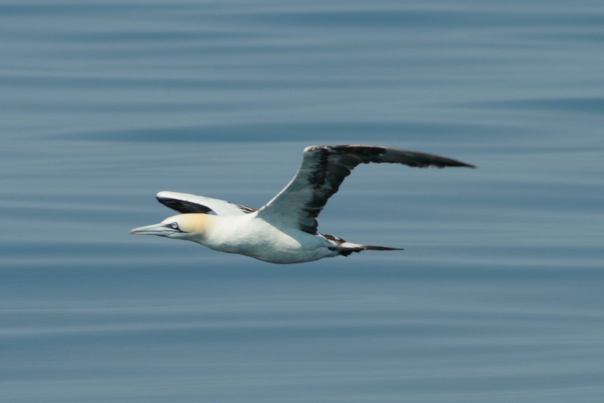 Northern Gannet - ML262031071