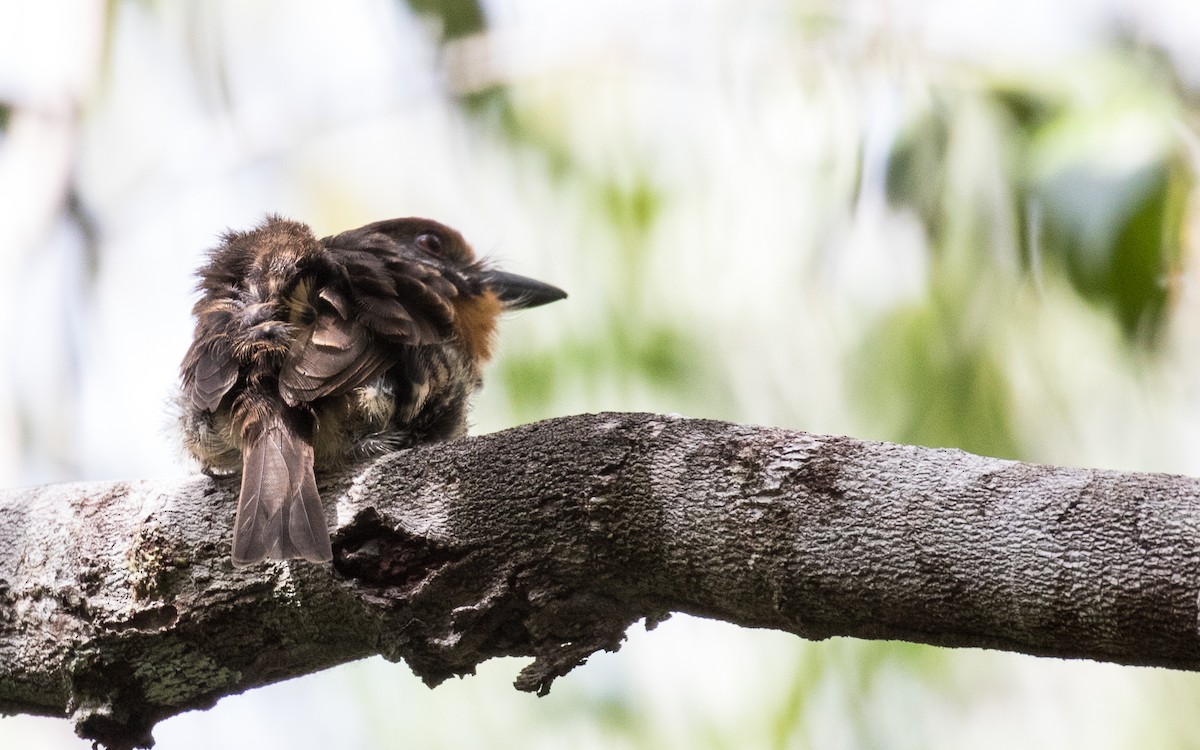 Spotted Puffbird - Eero Rasi