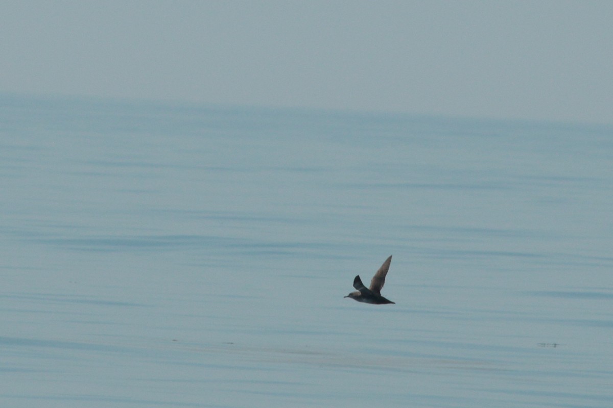 Balearic Shearwater - ML262031441