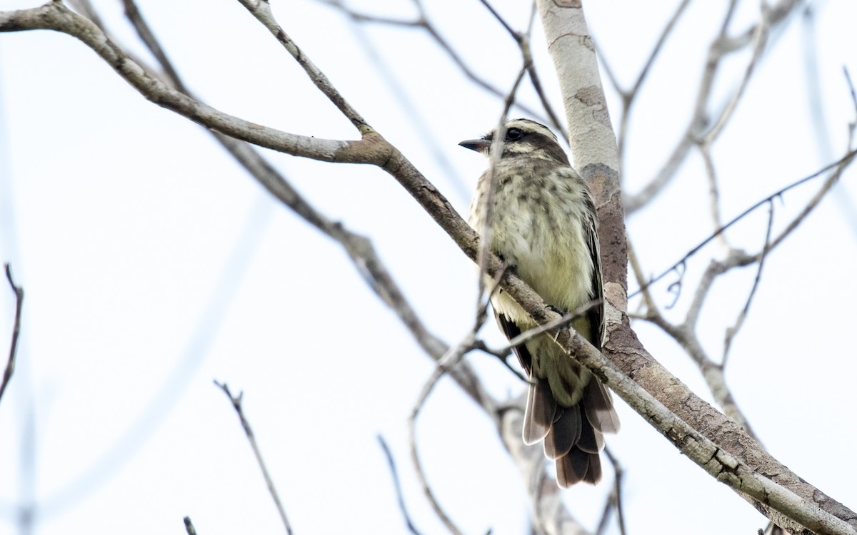 Variegated Flycatcher - ML262031491